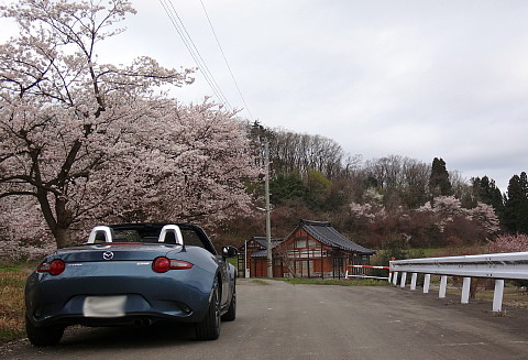 190408 Sakura ~0.jpg