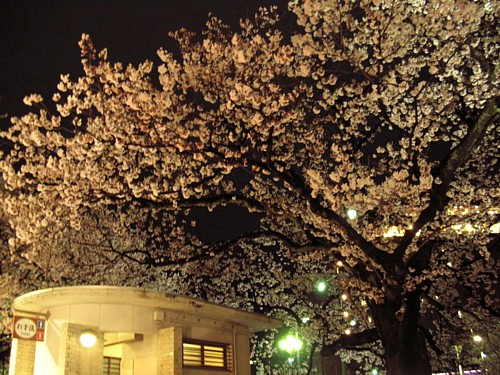 CherryBlossomScene 060411 ~1.jpg
